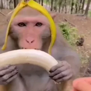 Monkeys | Обезьяны sticker 🤤