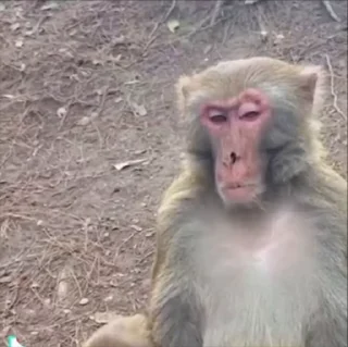 Monkeys | Обезьяны emoji 😴