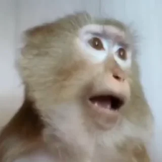Monkeys | Обезьяны emoji 🤦‍♀️