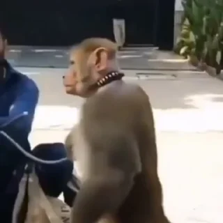 Monkeys | Обезьяны stiker 👊
