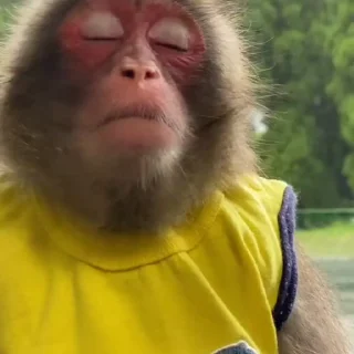 Monkeys | Обезьяны stiker 🍔