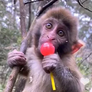 Monkeys | Обезьяны sticker 🤦‍♀️