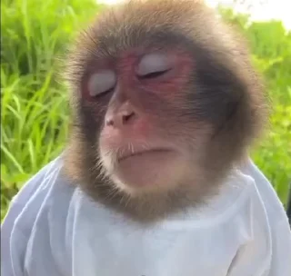 Monkeys | Обезьяны stiker 🤳