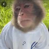 Эмодзи телеграм monkeys