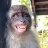 Эмодзи телеграм monkeys