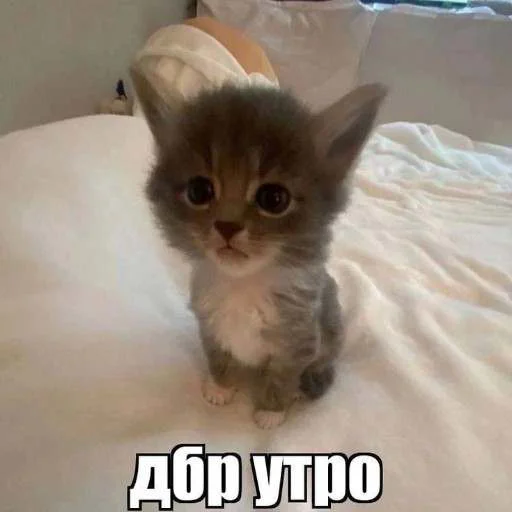 Стікер Telegram «cats.mos?» 😇