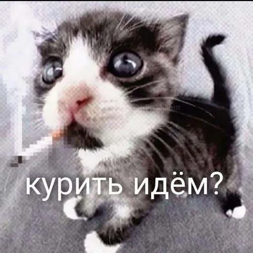 Эмодзи cats.mos? 🤔