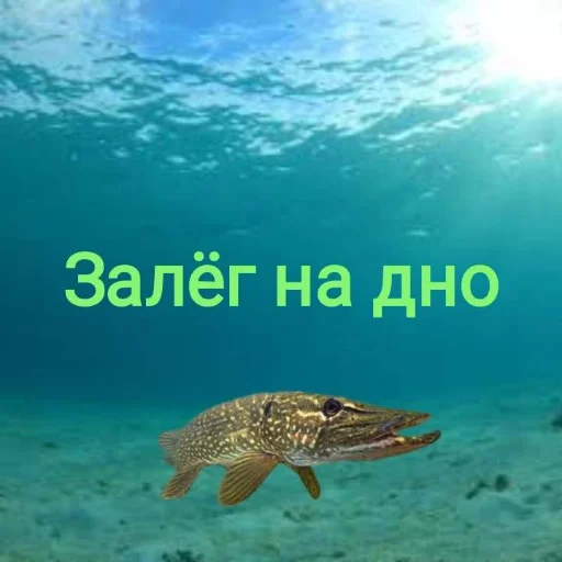 Щука и Окунь | Мемы emoji 🥷