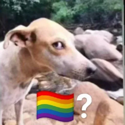 Стикер Telegram «No gays!» 🏳️‍🌈