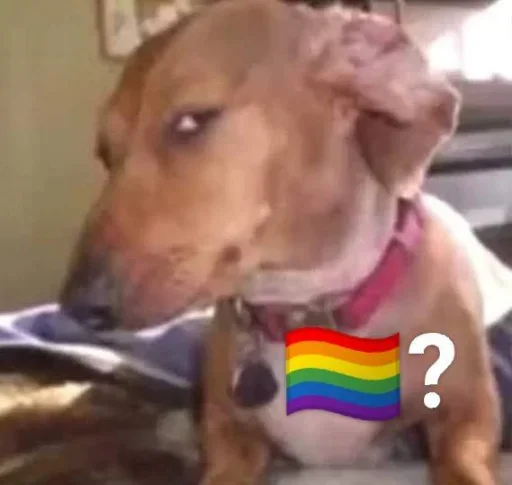 Telegram stiker «No gays!» 🏳️‍🌈
