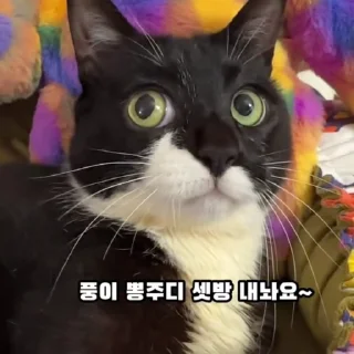 Эмодзи Чёрный котик 🥺