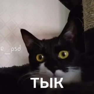 Стікер Чёрный котик 👇