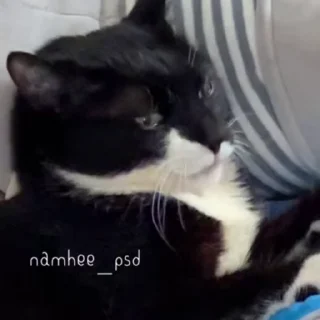 Эмодзи Чёрный котик 😪