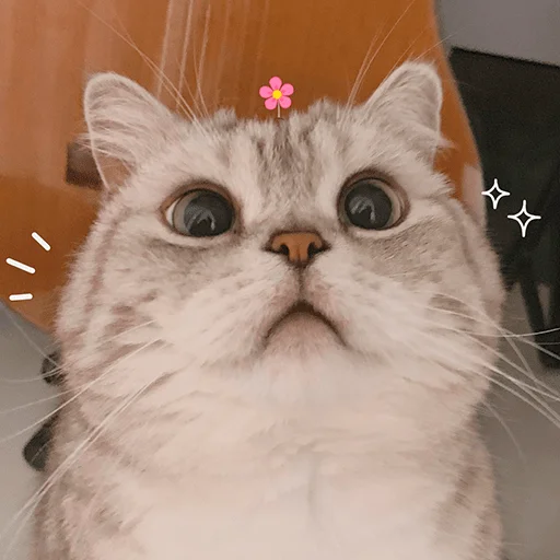 Nana the charming cat emoji ✨