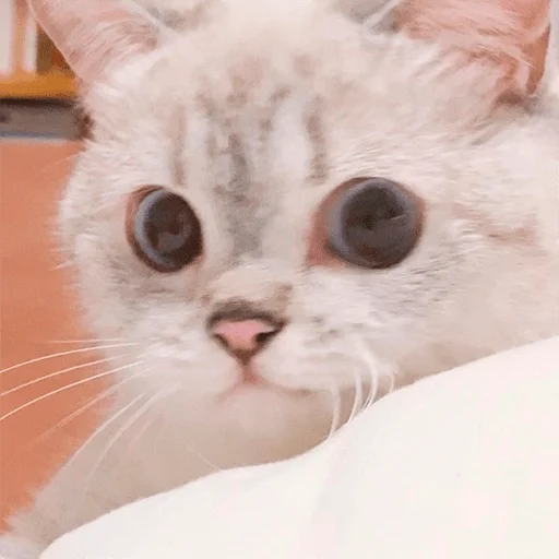 Nana the charming cat emoji 👀