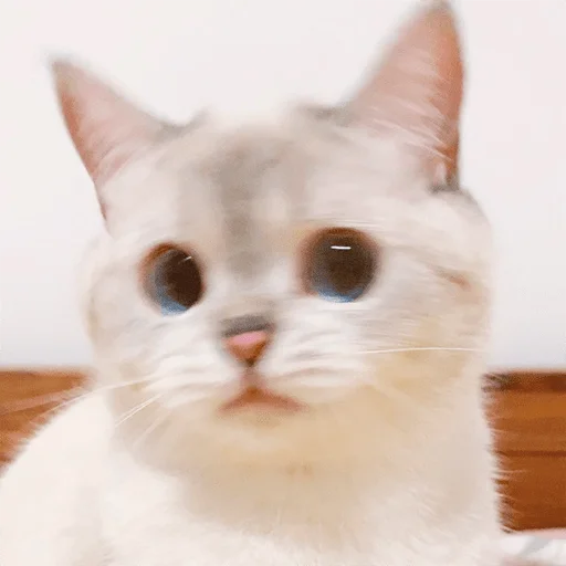 Nana the charming cat emoji 👂