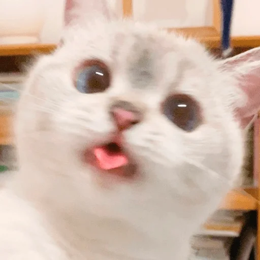 Nana the charming cat emoji 👅