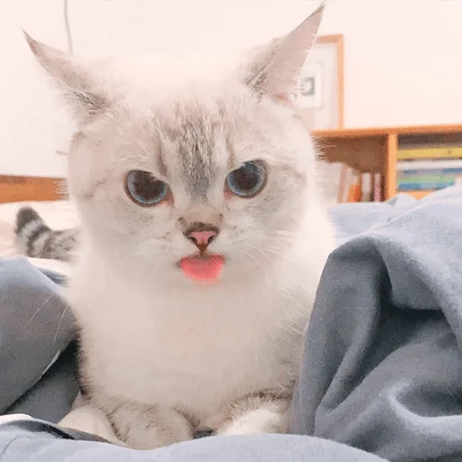 Nana the charming cat emoji 👿
