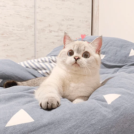 Nana the charming cat emoji 😐