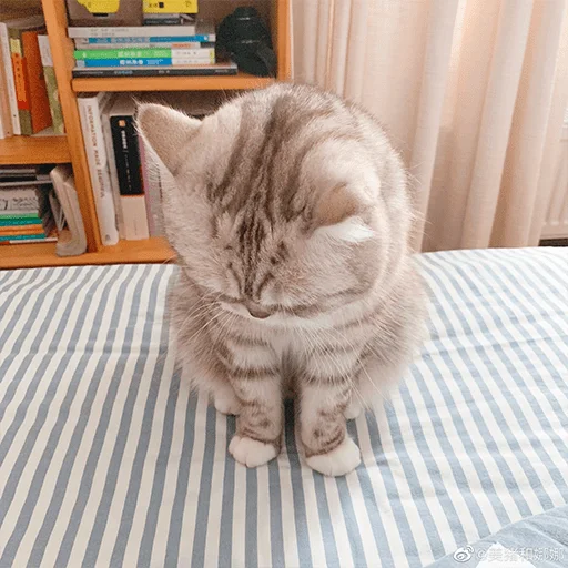 Nana the charming cat emoji 😔