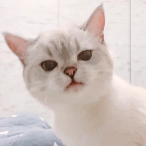 Nana the charming cat emoji 😕