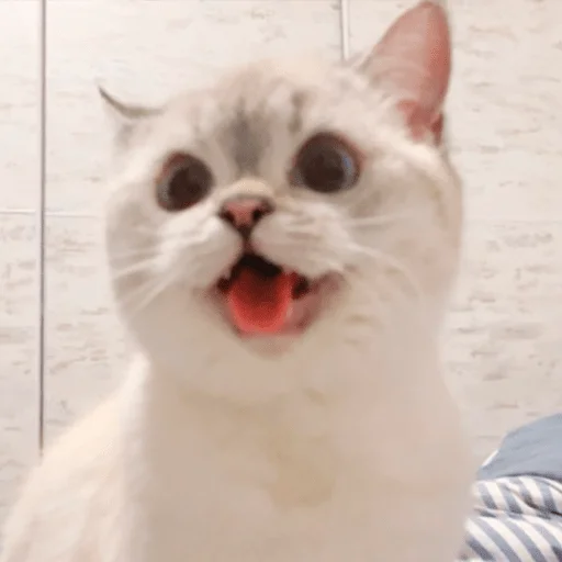 Nana the charming cat emoji 😛