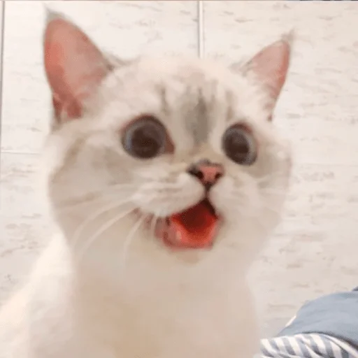 Nana the charming cat emoji 😝