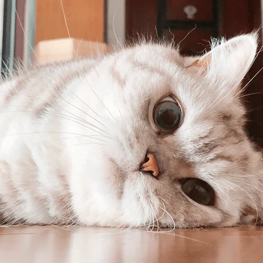 Nana the charming cat emoji 😞