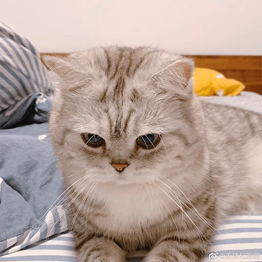 Nana the charming cat emoji 😠