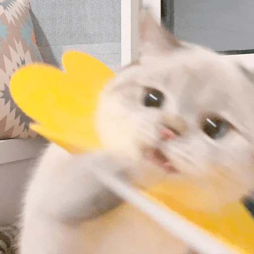 Nana the charming cat emoji 😡