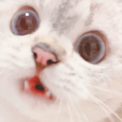 Nana the charming cat emoji 😦