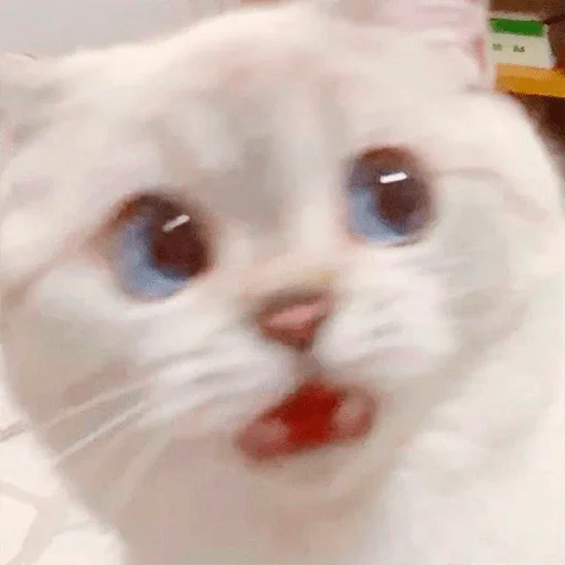 Nana the charming cat emoji 😨