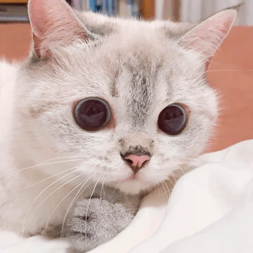 Nana the charming cat emoji 🤔