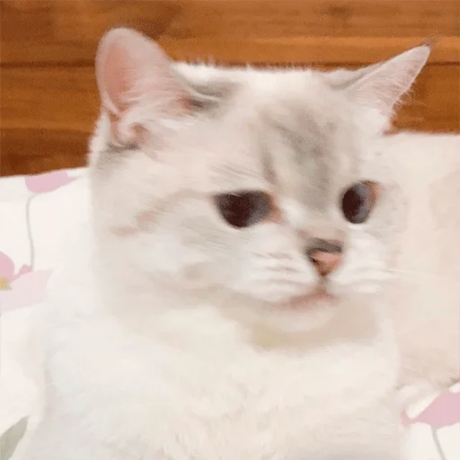 Nana the charming cat emoji 🤢