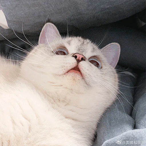 Nana the charming cat emoji 🤨