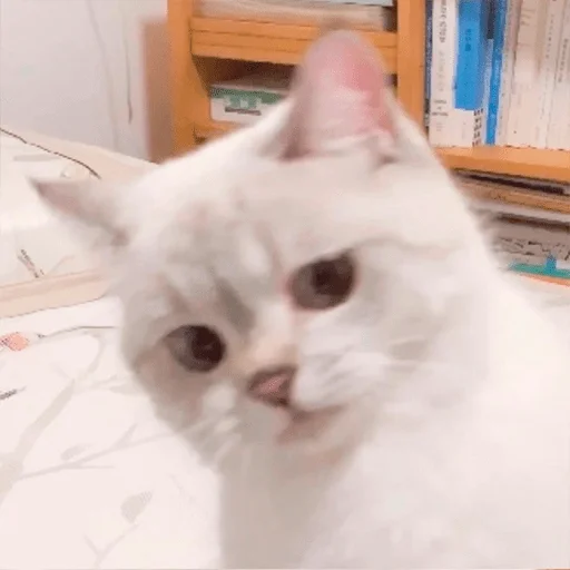 Nana the charming cat emoji 🧐
