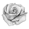 Telegram emoji rose garden ♡