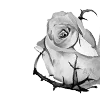 rose garden ♡  emoji 🌹