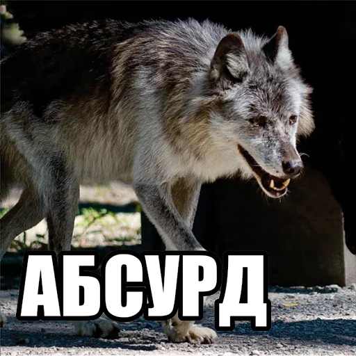 Стікер Telegram «Волчьи мемы» 🫤