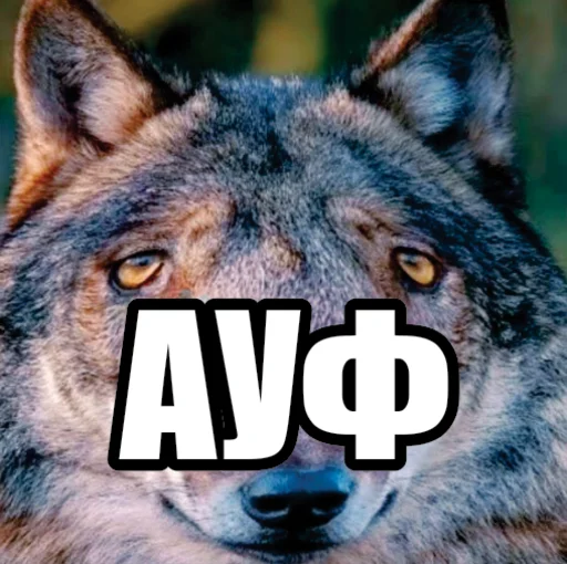 Стикер Telegram «Волчьи мемы» ☝️