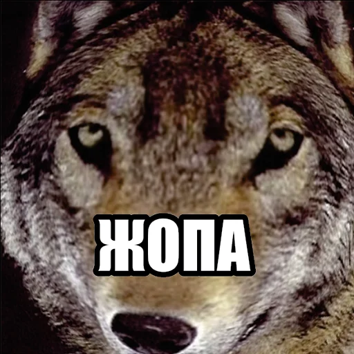 Telegram stiker «Волчьи мемы» 🍑