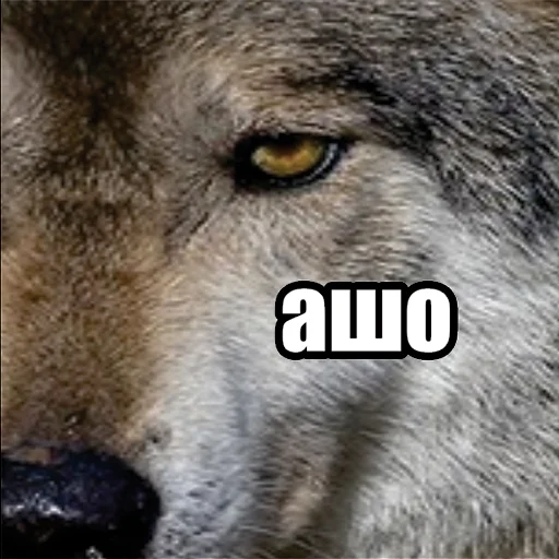 Волчьи мемы stiker ⁉️
