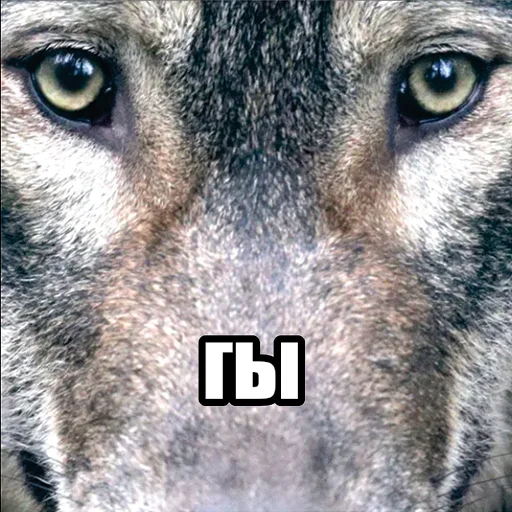 Стікер Telegram «Волчьи мемы» 🫵