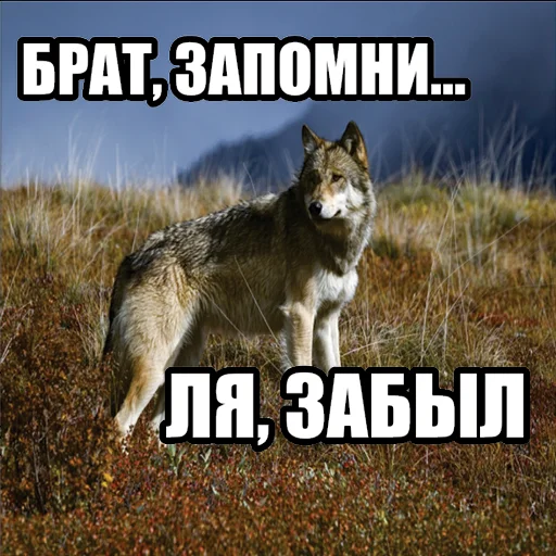 Стікер Telegram «Волчьи мемы» 😶‍🌫️