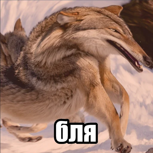 Стікер Telegram «Волчьи мемы» 😠