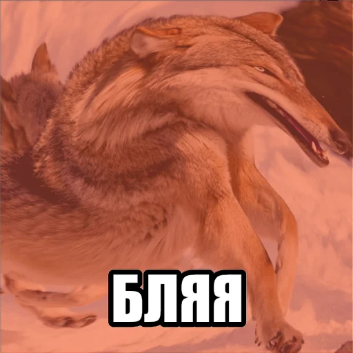 Стікер Telegram «Волчьи мемы» 😡