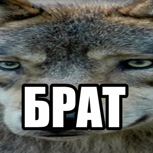 Стікер Telegram «Волчьи мемы» ✊