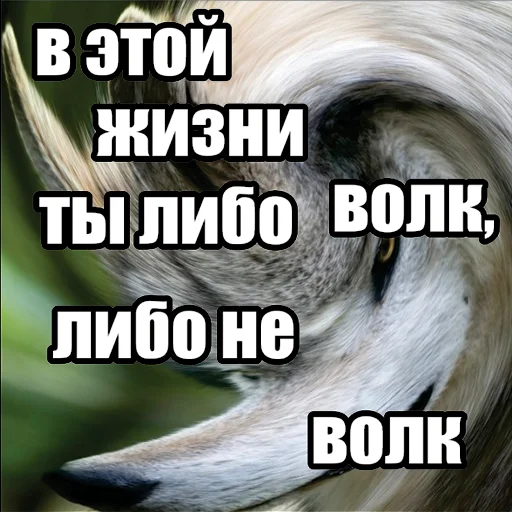 Стикер Telegram «Волчьи мемы» 🐺