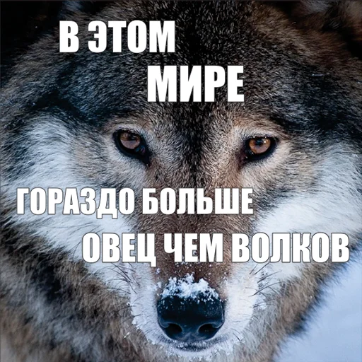Стікер Telegram «Волчьи мемы» 🐑