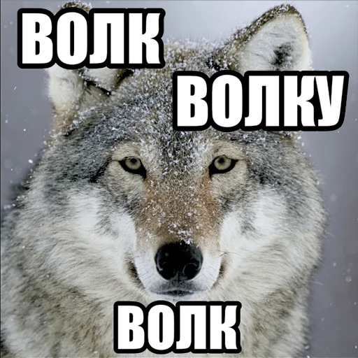 Telegram stiker «Волчьи мемы» 🐺